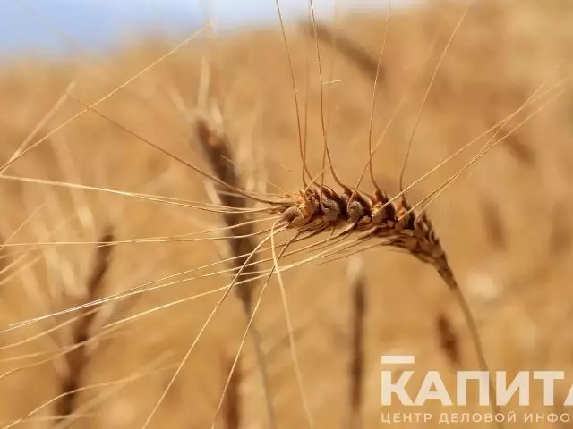 Более 18,5 млн тонн зерна намолотили в Казахстане