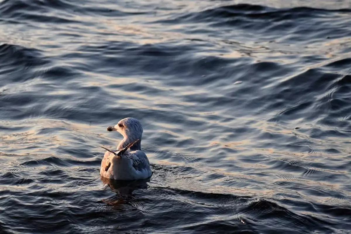 Хватит ли воды в Балхаше для АЭС