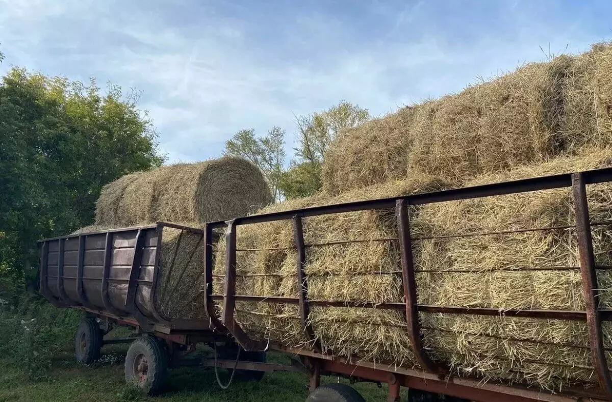 Елімізде 41 млн тоннадан астам жемшөп даярланды