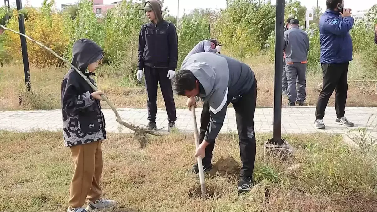 Таза Қазақстан: Сәтбаев қаласында қарағай, қайың көшеттері отырғызылды