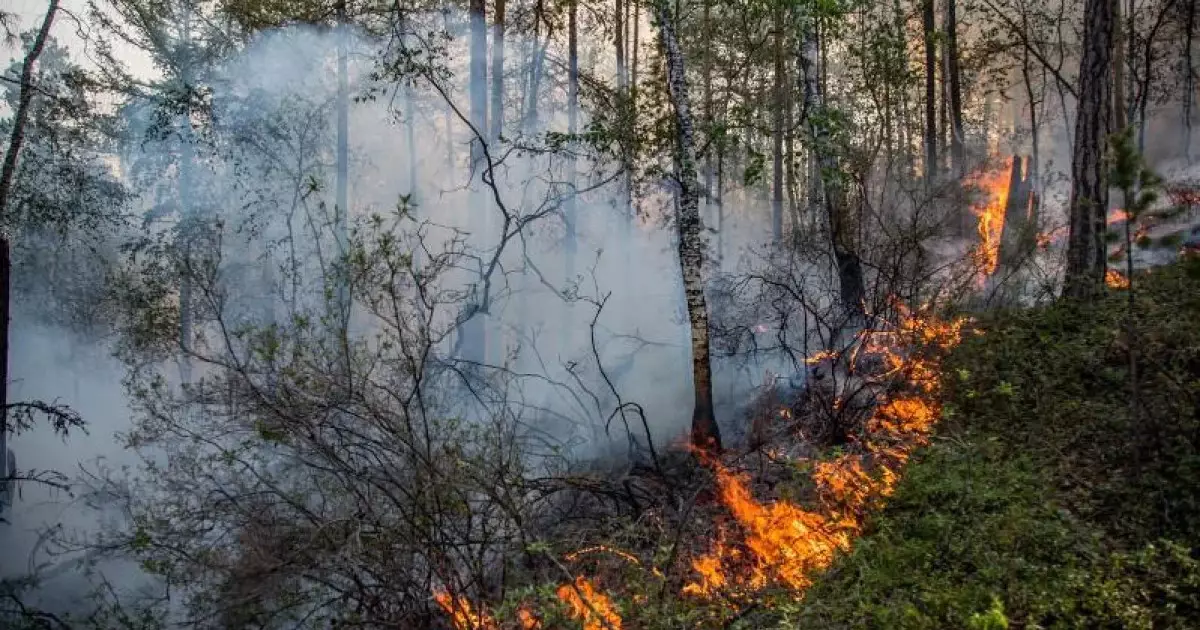   Қарқаралы ауданында дала өртін сөндіру кезінде 5 адам зардап шекті   