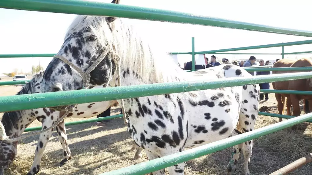 Қазақстан және Ресейдің жылқы өсірушілері Ертіс өңірінде бас қосты