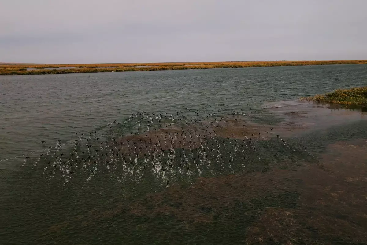 План выполнен: Арал стал богаче водой и рыбой