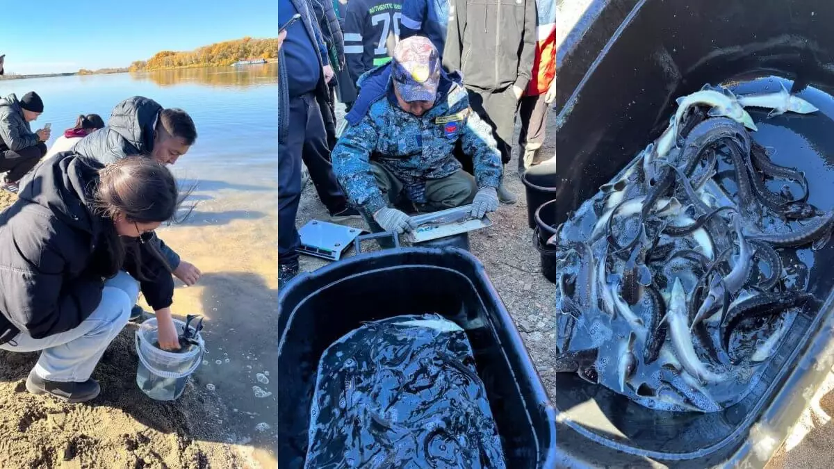 Абай облысында Ертіс өзеніне Сібір бекірелерінің шабақтары жіберілді