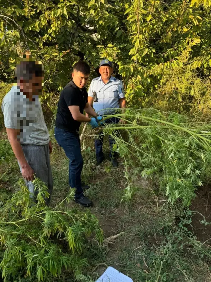 Шымкент тұрғынынан 30 келіге жуық қарасора тәркіленді