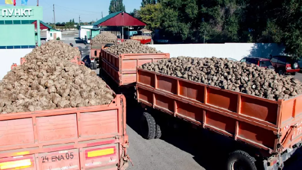 Қант зауыттары қызылша өнімін толығымен қабылдайтын болады