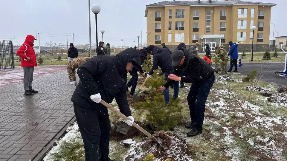 Посадка саженцев в первый снег: сотрудники МЧС высадили деревья хвойных пород