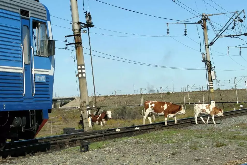 Бродячий скот становится серьезной угрозой безопасности на железной дороге