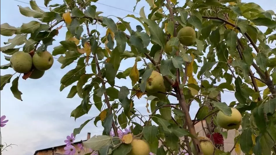 Жаркент өнімдерін өңдеу қажет