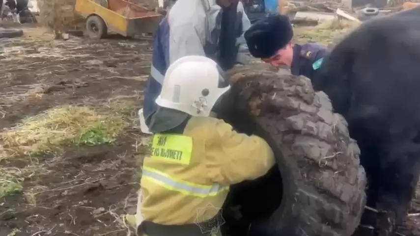 Необычное спасение в Риддере: сотрудники МЧС помогли освободить застрявшую в автопокрышке корову