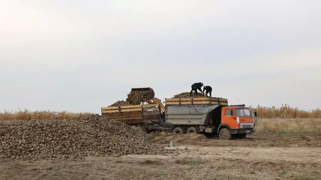 Жамбыл облысында қант ұызылшасын жинау жұмыстары жүріп жатыр