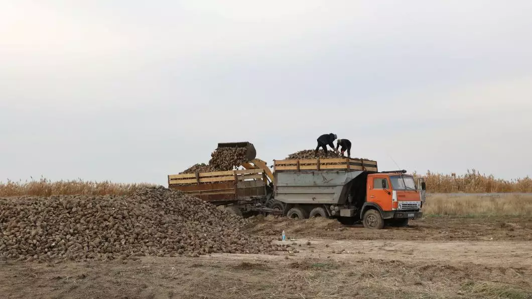 Ербол Карашукеев ознакомился с ходом уборки сахарной свеклы