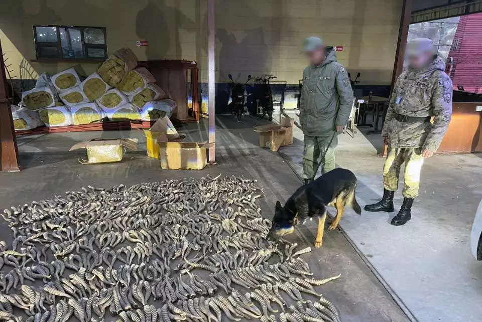 Пограничники изъяли почти тысячу рогов сайгаков в области Жетісу