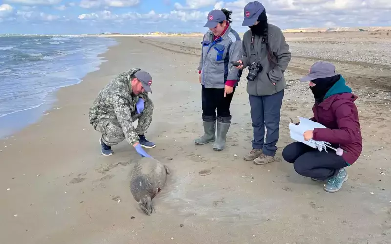 Количество погибших тюленей на Каспии выросло почти вдвое