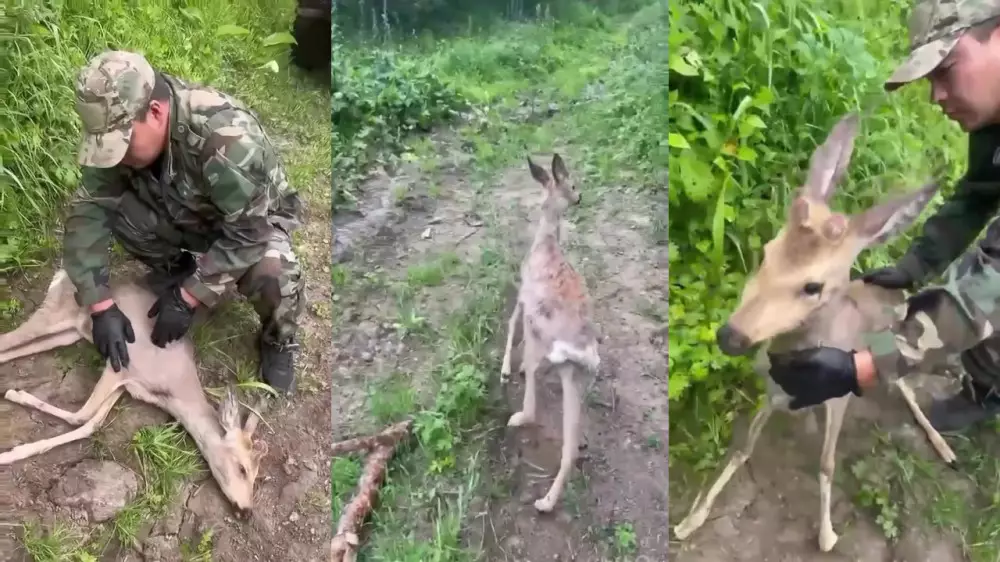 “Не могла двигаться“: видео спасения косули сняли в Алматинской области