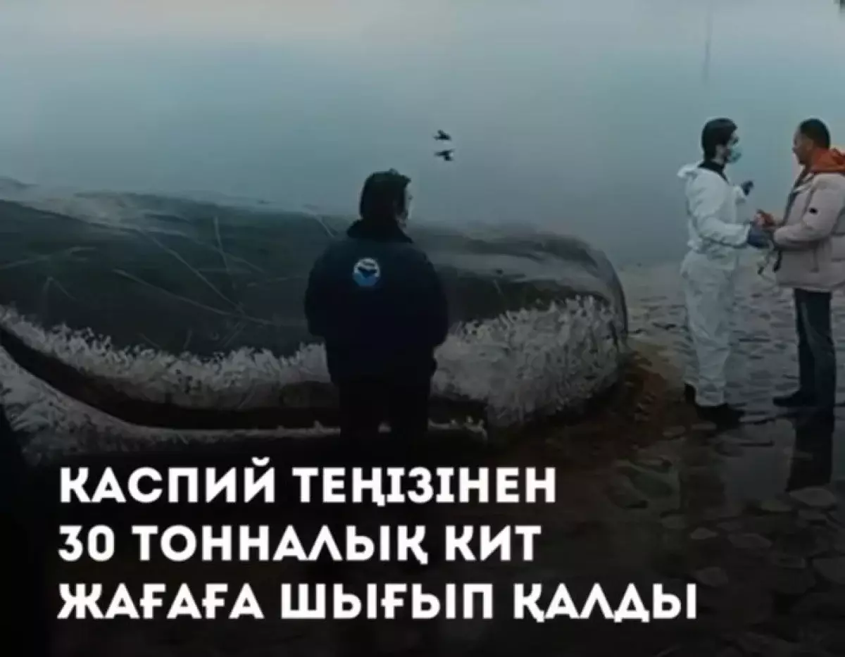 Синего кита «выбросило» на берег Каспийского моря – видео