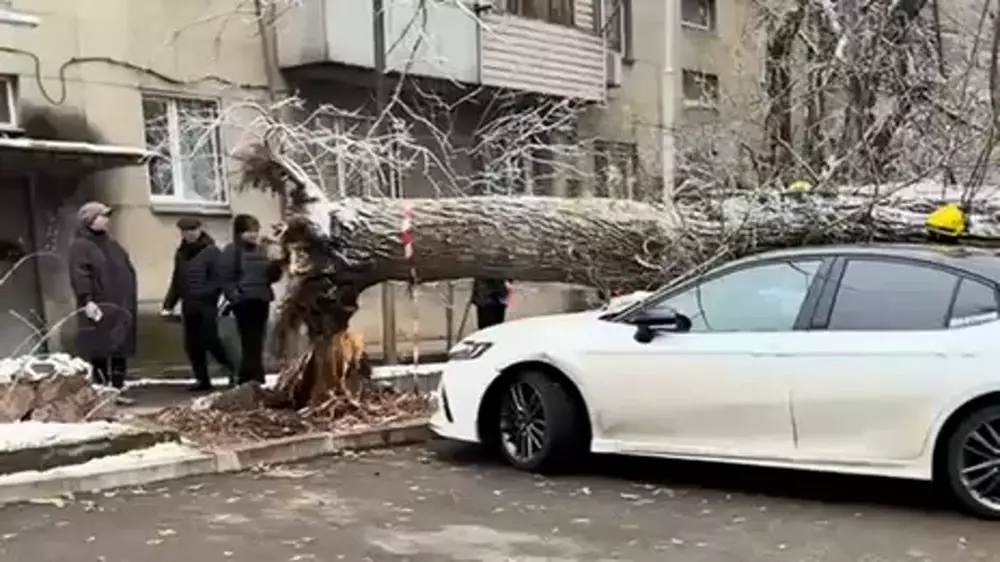 Дерево рухнуло на машины в Алматы