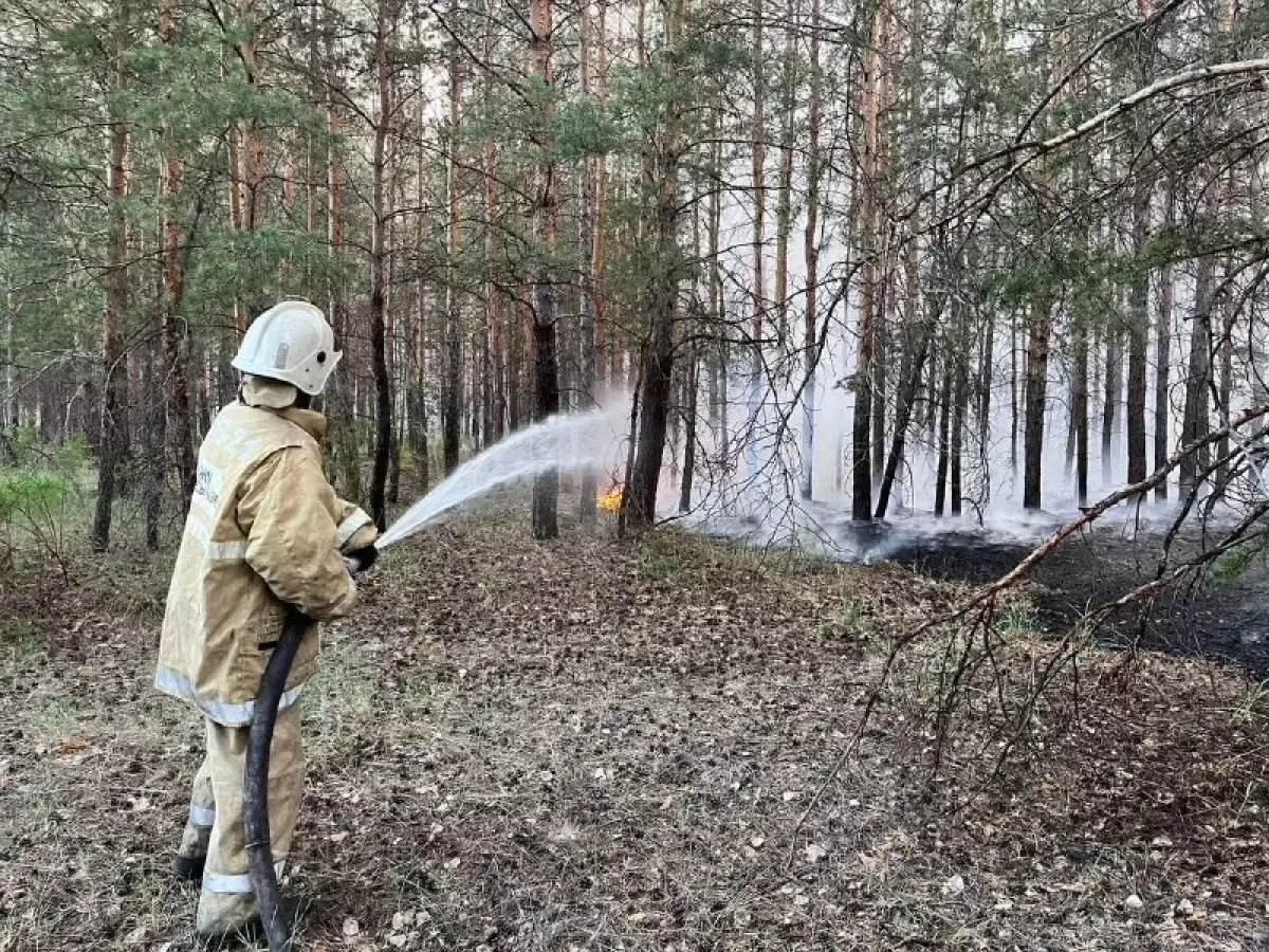 В многострадальном «Семей орманы» выявили сотрудников с поддельными дипломами