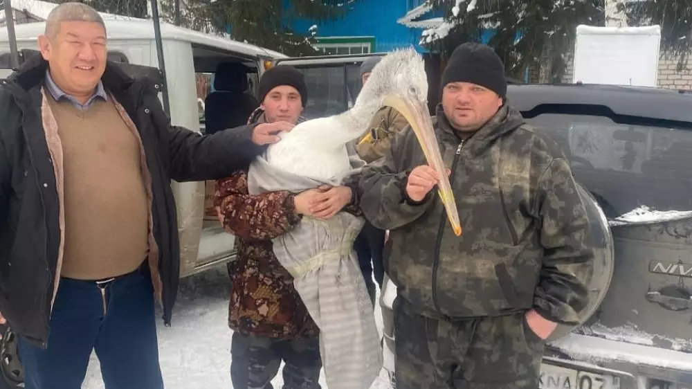 В Бурабае спасли обессиленного пеликана