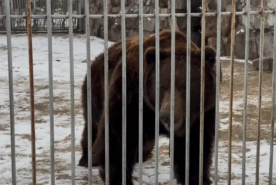 Усть-Каменогорск – Абу-Даби: почему медведей из зоопарка отправили в заграничное путешествие