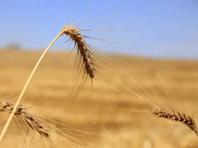 В первую очередь зерно будут выкупать у небольших крестьянских хозяйств