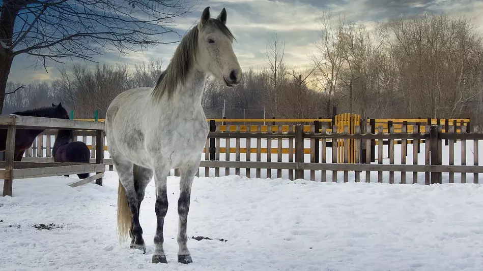 Қазақстанда жылқы шаруашылығы және жемшөп өндіру ғылыми-зерттеу институты ашылды