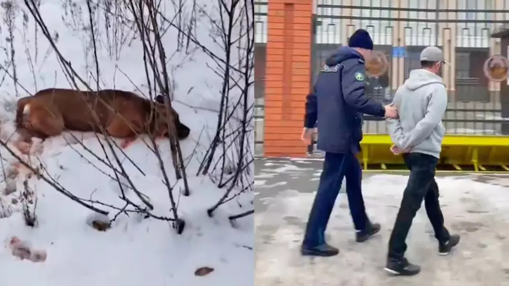 Казахстанца, зарезавшего собаку, задержали: видео: 19 ноября 2024, 19:36 - новости на Tengrinews.kz