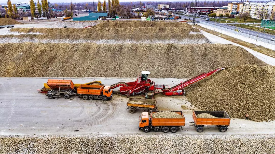 Жетісуда қант зауыттары күніне 5 мың тонна өнім қабылдап жатыр