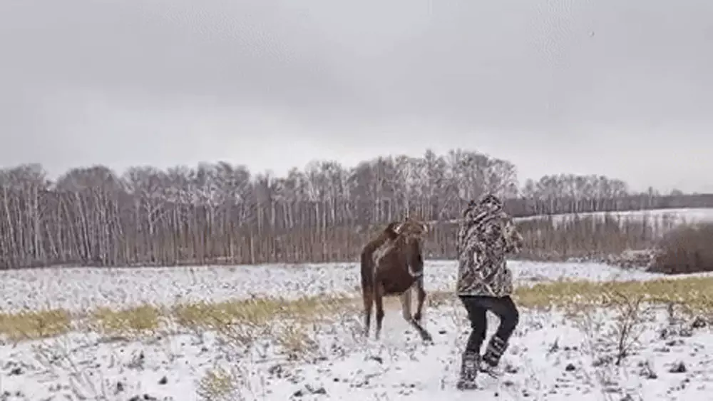 Разъяренный лось напал на охотника