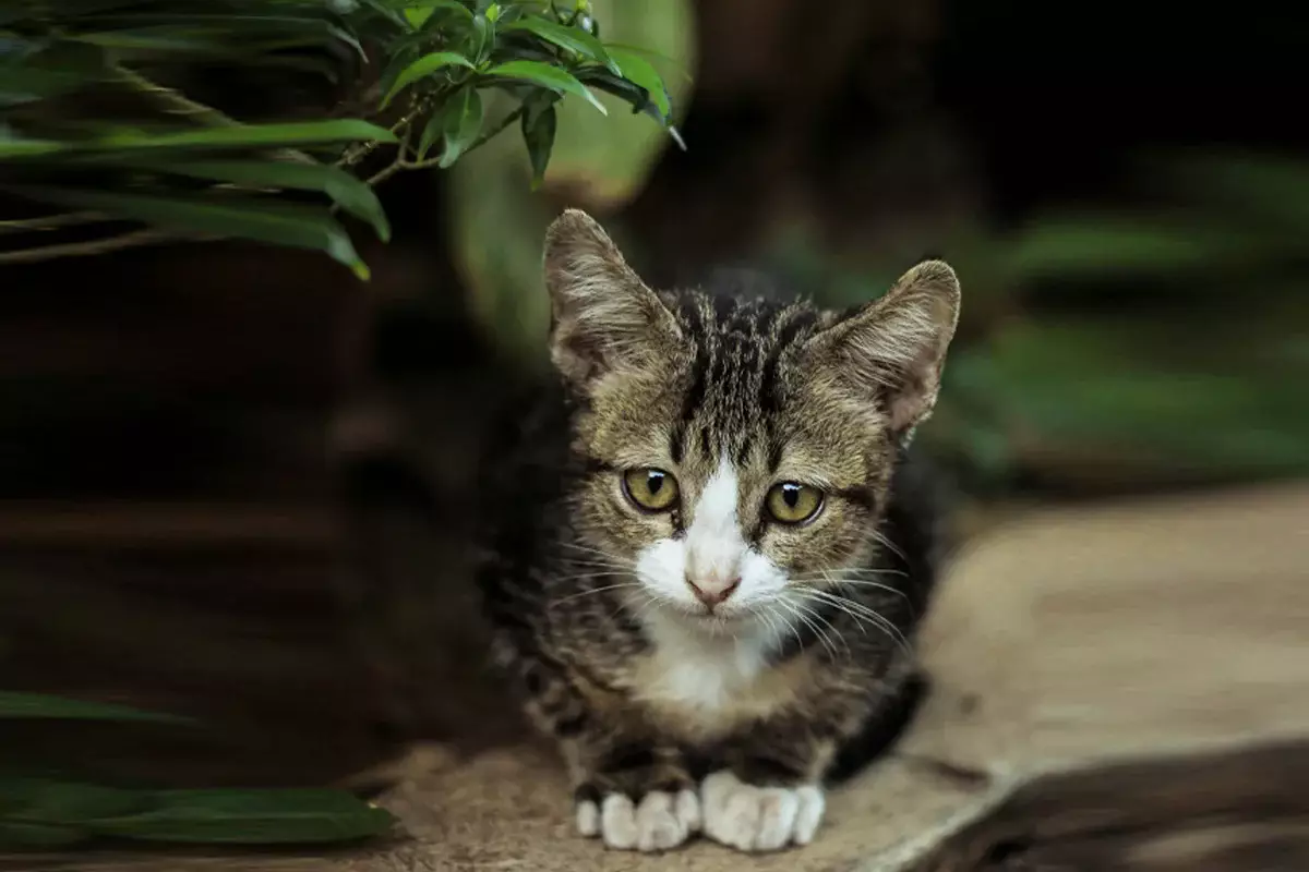 Какие кошки самые добрые