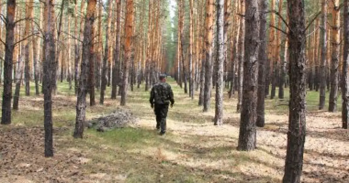   Солтүстік Қазақстанда бірнеше орман шаруашылығы директорлары жауапқа тартылды   