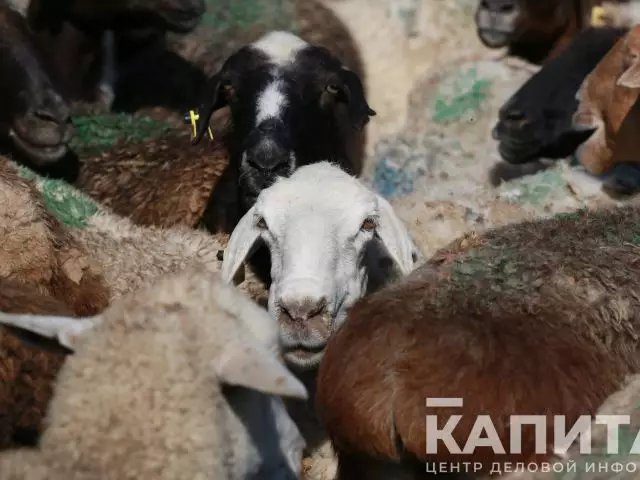 В Западно-Казахстанской области тратили субсидии не по назначению   