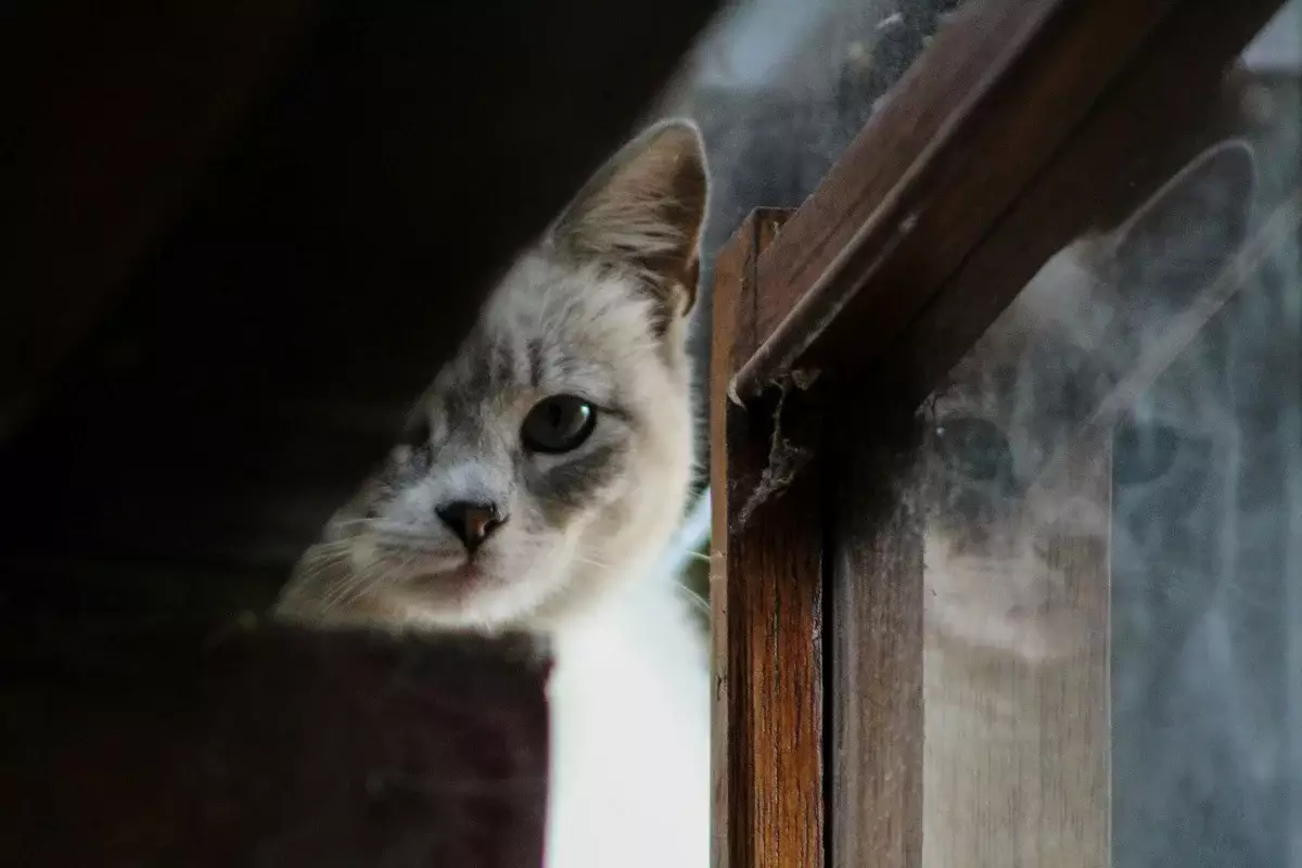 Котёнок в беде: сотрудники МЧС пришли на помощь хвостатому жителю столицы