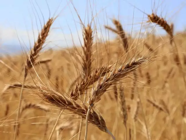 FAO планирует повысить объемы закупок продовольствия из Казахстана