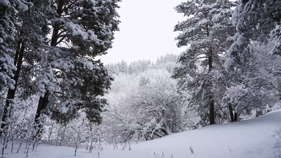 -30 градусқа дейінгі аяз: бірнеше өңірде дауылды ескерту жарияланды