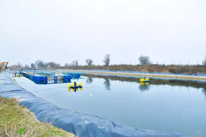 Ордабасыда балық шаруашылығы өркендеп келеді