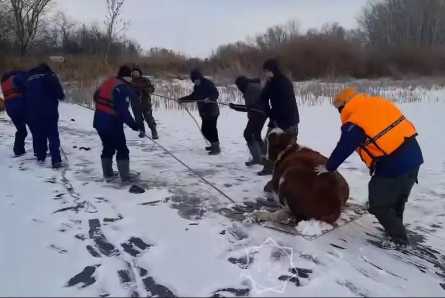 Шесть коров пришлось эвакуировать спасателям с тонкого льда в Уральске