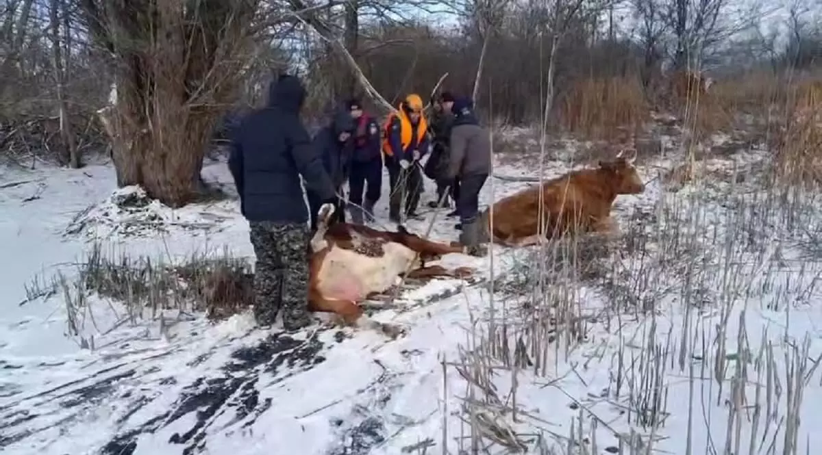 Спасатели вывели на берег 6 коров с водоема в Уральске