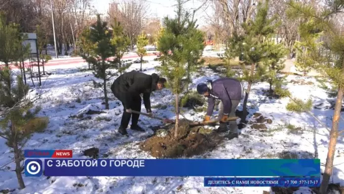 Люди объединяются, чтобы снова сделать Шымкент зеленым городом