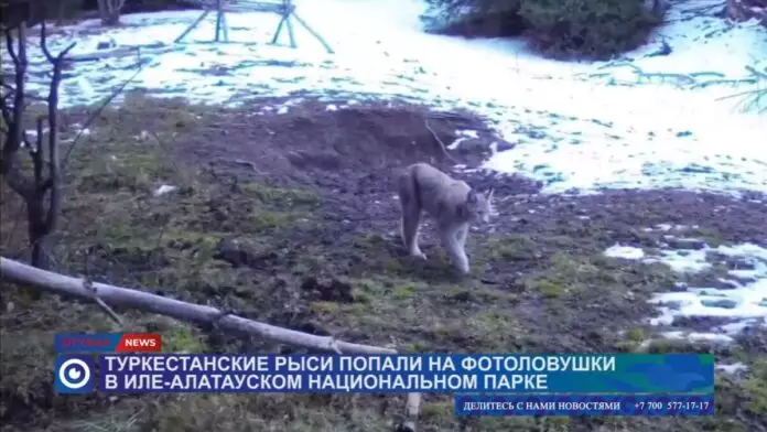 Туркестанские рыси попали на фотоловушки