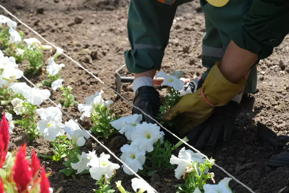 Көріктендіру және көгалдандыру жобаларын қаржыландыру қанша пайызға өсті