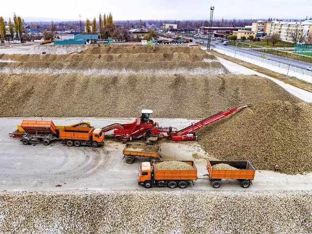 В области Жетісу собрали рекордный урожай сахарной свеклы