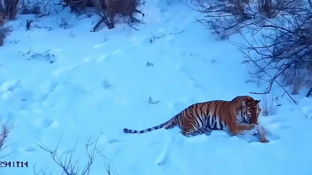 Первую зимовку тигров сняли на видео в Казахстане