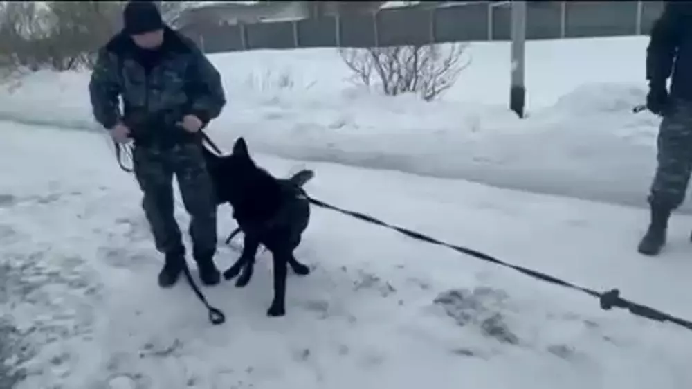 Детям разрешили поиграть с собаками-полицейскими в Караганде