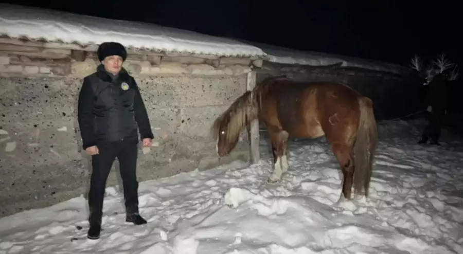 ШҚО-да 5 млн теңгенің малын ұрлаған күдікті ұсталды  