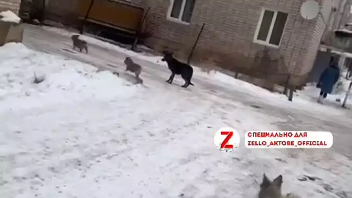 Бездомные собаки держат в страхе жителей Актобе (ВИДЕО)