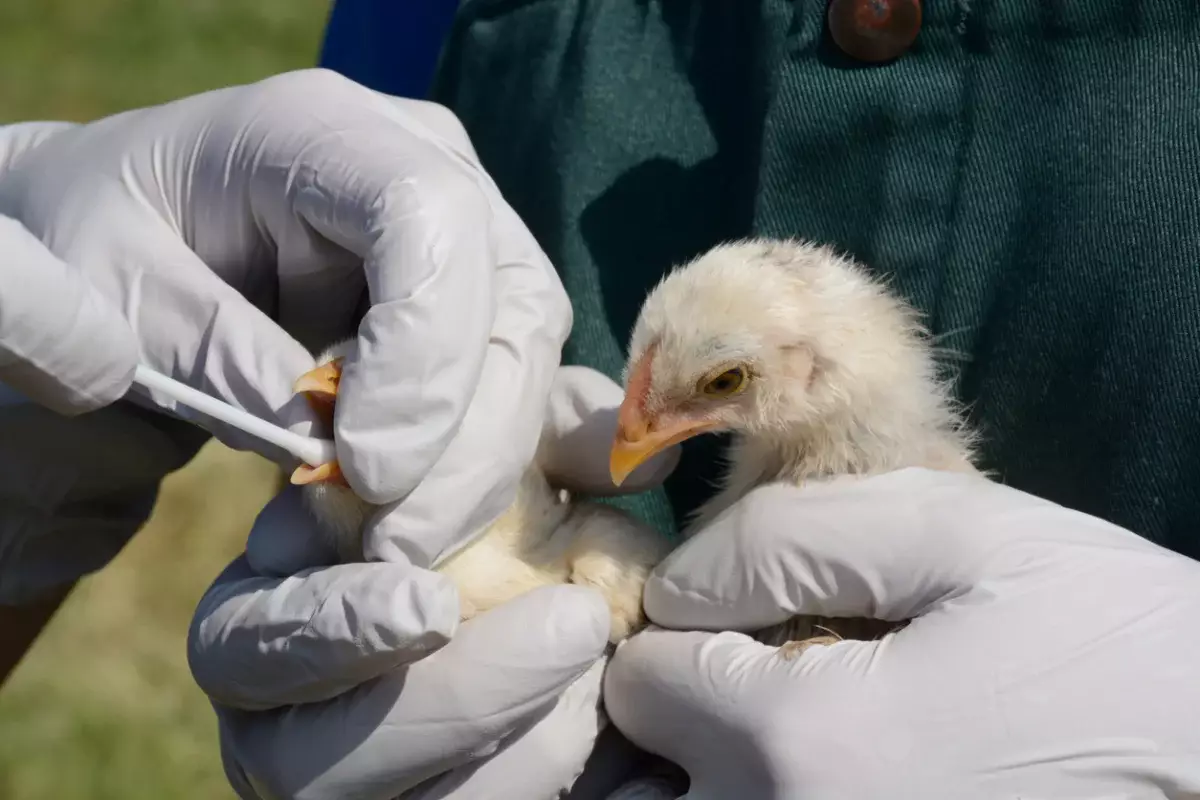 АҚШ-та H5N1 құс тұмауынан адам өлімі тіркелді