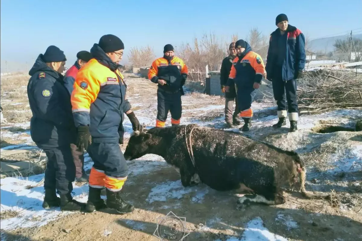 Необычную операцию с коровой провели спасатели в Жамбылской области (ВИДЕО)