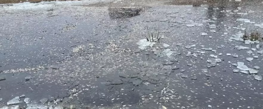 Скопление молоди рыб выявили на водоканале Баксай в Атырауской области