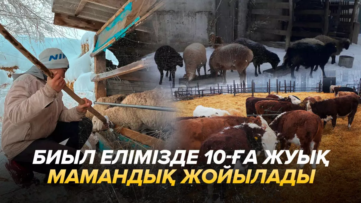 Елімізде мал күтуші мамандығы жойылады